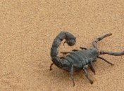 Могли обитать и под водой, и на суше: найден "прародитель" скорпионов