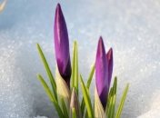 Задержаны закарпатки, которые привезли во Львов цветы