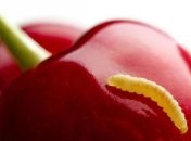 Несут ли опасность черви в черешнях