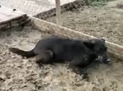 В приюте парализовало 160 собак