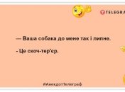 Господа, а как будет чи-хуа-хуа во множественном числе? Уморительные шутки про собак