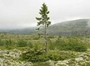 Ученые обнаружили самое старое дерево, которому около 9500 лет 