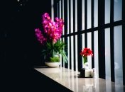 Комнатные растения помогают бороться с плесенью и конденсатом