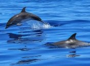 В Индийском океане уничтожено около 90% популяции дельфинов