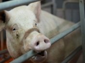 В Житомирской области введен карантин из-за АЧС 