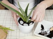 Періодично з кімнатних рослин необхідно витирати пил