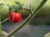 Чому помідори тріскаються