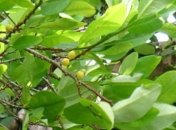 В Колумбии стали выращивать больше коки