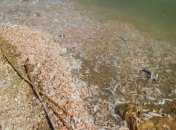 Берег Черного моря засыпало дохлой рыбой и креветками: люди жалуются на адский запах (видео)