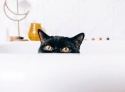 Пугливые, любопытные и обжорливые: лучшие мемы и прикольные видео с кошками, которые улыбнут