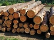 Премьер анонсировал масштабную борьбу с контрабандой леса