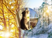 Кот наслаждается теплом