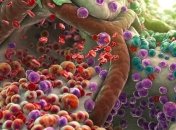  Поврежденные клетки могут омолаживать организм