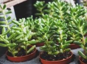 Либо счастье, либо деньги: "магические" растения, которые приносят богатство, но лишают личной жизни