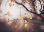 Погода в Украине на 15 ноября: в некоторых регионах будут дожди