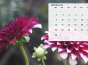 Календарь выходных на сентябрь 2024 насчитывает 9 нерабочих дней