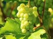 Як доглядати виноград влітку — лайфхакі