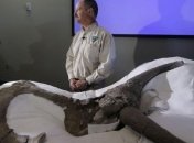В Китае найден огромный динозавр-птица с крыльями из перьев