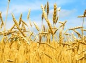 Украинские аграрии намолотили 33,4 млн тонн зерновых