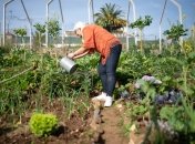 Завершувати городній сезон теж потрібно правильно