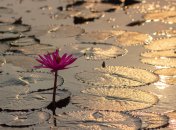 Яке сьогодні свято — Прокл Плакальник