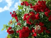 Выращивание кустовых роз - очень кропотливый труд