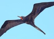 Ученые доказали, что все птицы спят во время полетов 