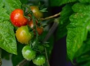 Как вырастить большой урожай томатов