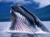 В Арктике обнаружили новые виды животных