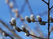 Вербное воскресенье 12 апреля: история и традиции праздника