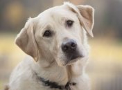 Самое умное животное: собака отчаянно просит прощения (Видео) 