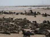 Очередная экологическая катастрофа: в Намибии погибли тысячи тюленей