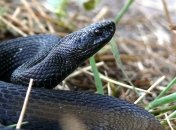 Участились укусы змей: на Львовщине 4 человек в реанимации