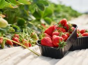 Клубника обладает полезными свойствами и приятным вкусом