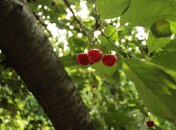 В июне продолжается сезон сбора вишен