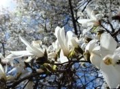 Прогноз погоды на 15 апреля: в Украине сохранится тепло