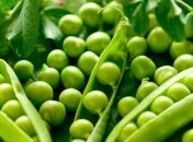 Экологи нашли у гороха "дух авантюризма"