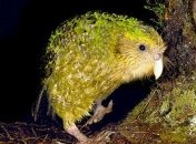 Фантастические животные, которые живут рядом с нами и могут исчезнуть навсегда (Фото)