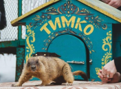 Сурок Тимка снова предсказал весну. Иллюстрация