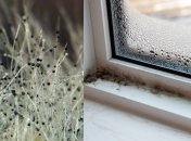 Збережіть у будинку тепло та захистіть його від плісняви