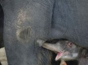 Пополнение в зоопарке Ганновера