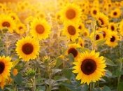 Когда ждать потепления: прогнозы синоптиков