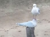 Смешные животные без принципов, которым плевать абсолютно на все