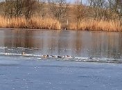 В заповеднике "Аскания-Нова" массово гибнут краснокнижные птицы (фото)