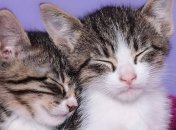 Коты уменьшают шансы получить сердечный приступ