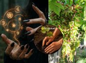 Виноград Геловін недавно з’явився в Україні, але вже добре зарекомендував себе