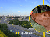 Теличка, иллюстративное фото