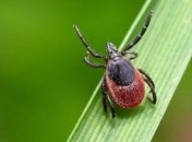 Что делать, если вас укусил клещ