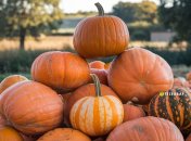 Урожай тыквы на зиму