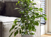 Фікус - дуже красива кімнатна рослина